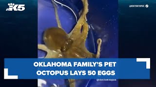 Oklahoma boy gets pet octopus for birthday, then it laid 50 eggs