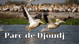 Djoudj : Le paradis des oiseaux migrateurs