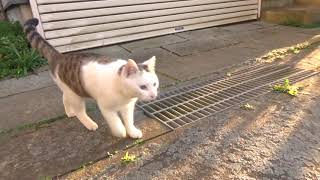 ねこ日記#2402 ビニールハウスから飛び出してきて全力で走るマオ☆