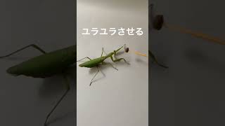 カマキリはキャットフードを食べるのか？