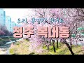 청주복대동 살구꽃 가로수 feat.꽃 피는 날 신석종