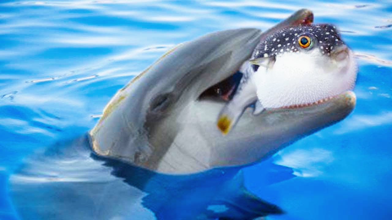 15 Strangest Animal Behaviors Caught On Camera Youtube