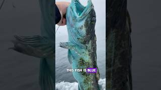 A Rare Blue Fish 🐟😨 #trendingshorts #shorts