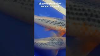 #Lovekoidealerlive #koijapan #marusei #koifishpond #koi #teichbau #news #zen #yoroi #asagi