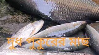 বাবার দুধ পুকুরের জেনতো 🐟 মাছ// কাতলা মাছ আর বাটা মাছ 🐟।।