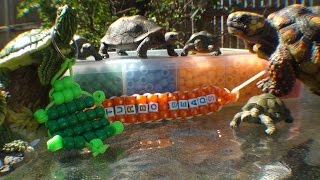 TurboBeads: Bead Turtle Tutorial