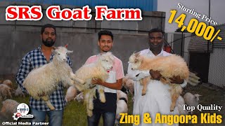 Cheap Rate Quality Zing and Angoora Kids Available at Srs Goat Farm Pune | Metro MGF