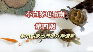 【小白养龟指南】第四期，新龟到家要怎么做？提升存活率