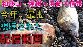 12-19　煙樹ヶ浜釣り情報・特別編【第1095回】今年、最も視聴された配信動画です。 ＃遠投カゴ釣り #和歌山釣り #煙樹ヶ浜