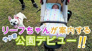 サク君公園デビュー！！リーフちゃんウキウキ！！　低出生体重児の成長記録　フレンチブルドッグリーフ FrenchBulldogReef premature baby