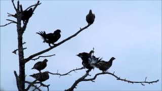 Teeret, black grouse