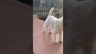 近所の猫に、遊んでほしい気持ちを〇〇で伝える犬　#shorts #犬と猫