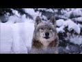 オオカミの遠吠え wolf howling