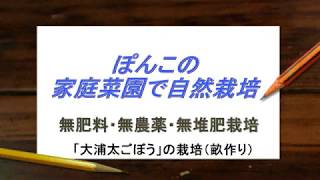 【1月の家庭菜園】大浦太ごぼうの畝づくり：ぽんぽん農園