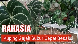 Rahasia Kuping Gajah Cepat Besar dan Subur||Anthurium Cristalinum Secret