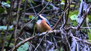 ムビる00058 他の鳥の鳴く声聞き入るヤマガラ yamagara