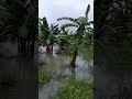 KEBUN PISANG MASIH DITENGGELAMI HARI KE 4 , namun sudah surut 5 kaki dari paras kelmarin #flood