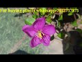 spanish shawl plant trailing melastoma plant care dissortis rotundifolia begum bahar flower