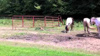 Judd, the Horse Wrangler