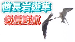 (特別版)_酋長岩遊隼_SP10_幼鳥對爪_Falco peregrinus_2023年5月20日