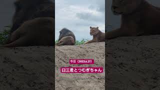 2023.6.27 臼三くん❤️つむぎちゃん#茶臼山動物園 #臼三#つむぎ#ライオンの丘