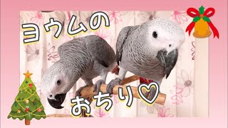 NO.71【メリークリスマス】ふたりからサービスショットのプレゼント♡（ヨウムの幼鳥、手羽君・ささみちゃん）