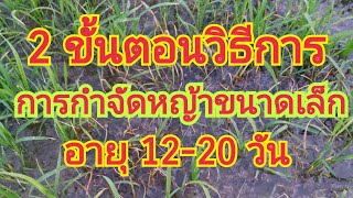 2 ขั้นตอนวิธี การกำจัดหญ้าขนาดเล็ก  อายุ 12 - 20 วัน 🌾🌾 สนใจผลิตภัณฑ์ 0899428684