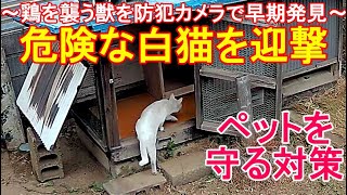 鶏に接近した白猫を迎撃～放し飼いニワトリを襲う害獣ネコを防犯カメラで早期発見～