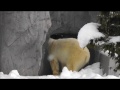 2012年1月9日　旭山動物園　ホッキョクグマ　ルル・ピリカ２