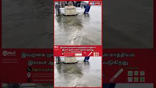 இவ்வளவு பெரிய மீனை பார்த்ததுண்டா?