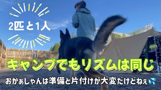 【ジャーマンシェパード】犬とキャンプ！わんこはいつも通りのリズム。飼い主は準備と撤収でクタクタ😂※再投稿してます、コメントくださった方ごめんなさい💦