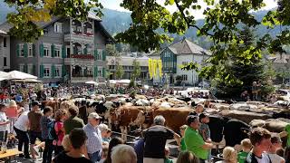 Alpabtrieb in Alberschwende 14.09.2019