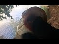 the easiest way to catch wild tilapia only catch the giant ones fishing