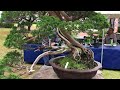 bonsai 盆栽展 rskバラ園 20171007