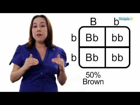 Learn Biology: How to Draw a Punnett Square Learn Biology: How to Draw a Punnett Square