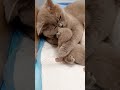 Cat hugs her kitten