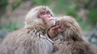 「Photographing two Snowmonkeys Ⅱ／二頭のおサルさんを猿写　弐」Jigokudani・日本猿・地獄谷野猿公苑／2018.May