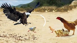 صقر جائع يواجه دجاجة والنتيجة صادمة😨😲  | A hungry falcon faces a chicken, and the result is shocking