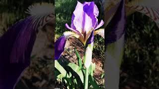 Iris germanica ή Ίρις η γερμανική  (αγριόκρινος)