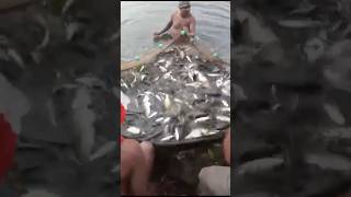 এতো বড়ো বড়ো মাছ আছে এই পুকুরে 🎣|| #fishing #shorts #shortsvideo