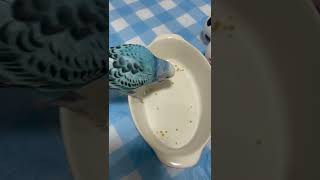 「ペレット食べたい！」と飼い主に訴えてくるセキセイインコ