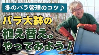 【バラの育て方】冬のバラ管理のコツ バラ大鉢の植え替え。やってみよう！（2025年1月31日）