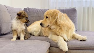 Adorable Golden Retriever Adopts Cute Puppy as His Own [Cuteness Overload]