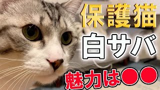 【猫雑学】白サバ猫の取扱説明書～性格・飼育ポイントを解説‼【トリセツ】