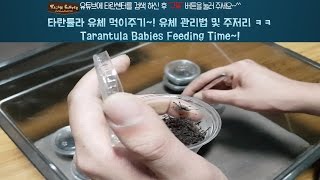 타란튤라 유체 먹이주기~! 타란튤라 유체 관리법 및 주저리 ㅋㅋ // Tarantula babies Feeding time~!