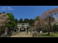 2017.4 16 南相馬市小高区・小高神社の桜