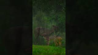 Pictured here are spectacular creatures enjoying rainfall in the wilderness🥰🥰😍