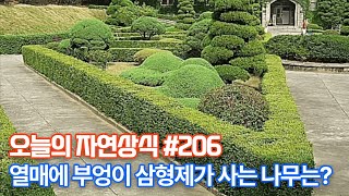 목질이 치밀하여 도장을 만드는 나무는?