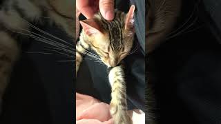 猫の耳をマッサージして気持ちよさそうにしている姿に癒されて泣けてくるショート動画