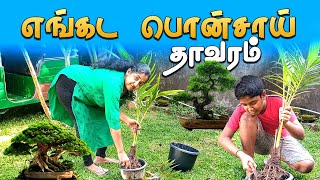 எங்களின்   வீட்டுதோட்ட  பொன்சாய் /H ow to Make Bonsai for Beginners